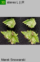 Atriplex patula (łoboda rozłożysta)