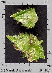 Atriplex patula (łoboda rozłożysta)