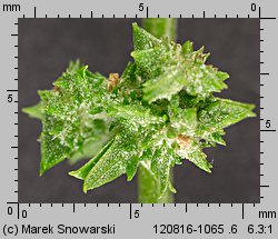 Atriplex patula (łoboda rozłożysta)