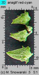 Atriplex patula (łoboda rozłożysta)