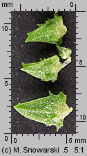 Atriplex patula (łoboda rozłożysta)