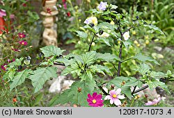 Nicandra physalodes (nikandra miechunkowa)