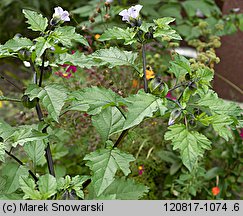 Nicandra physalodes (nikandra miechunkowa)