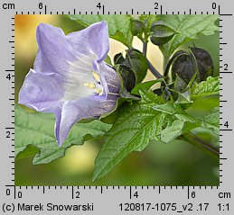 Nicandra physalodes (nikandra miechunkowa)