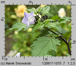 Nicandra physalodes (nikandra miechunkowa)