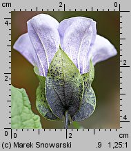 Nicandra physalodes (nikandra miechunkowa)