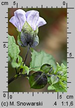 Nicandra physalodes (nikandra miechunkowa)