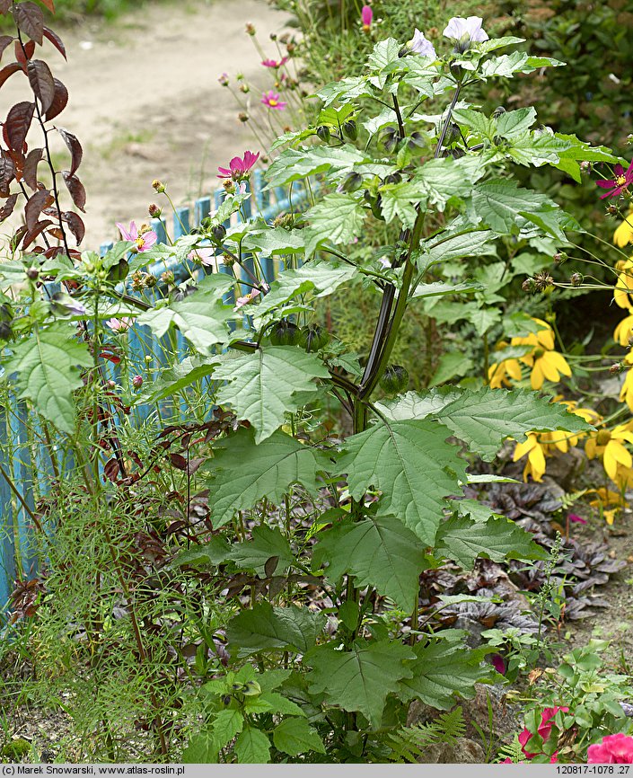 Nicandra physalodes (nikandra miechunkowa)