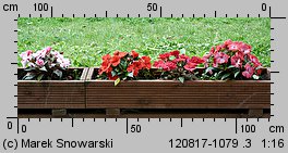 Impatiens ×nova-guinea (niecierpek nowogwinejski)