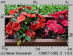 Impatiens ×nova-guinea (niecierpek nowogwinejski)