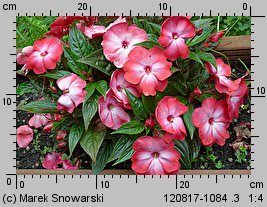 Impatiens ×nova-guinea (niecierpek nowogwinejski)