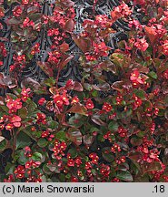 Begonia ×hortensis (begonia stale kwitnąca)