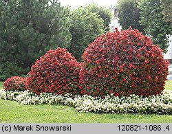 Begonia ×hortensis (begonia stale kwitnąca)