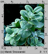 Buxus sempervirens (bukszpan wieczniezielony)