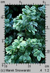 Buxus sempervirens (bukszpan wieczniezielony)