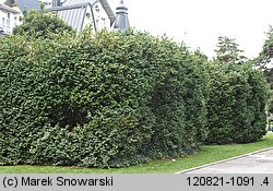 Buxus sempervirens (bukszpan wieczniezielony)