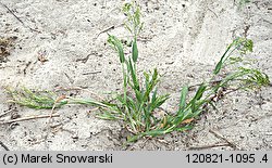 Panicum miliaceum (proso zwyczajne)