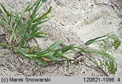 Panicum miliaceum (proso zwyczajne)