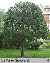 Ilex aquifolium (ostrokrzew kolczasty)