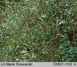 Ilex aquifolium (ostrokrzew kolczasty)