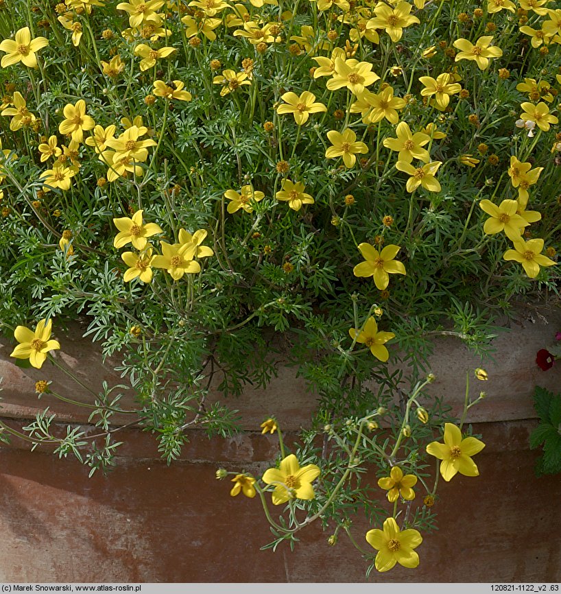 Bidens aurea (uczep złocisty)