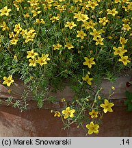 Bidens aurea (uczep złocisty)