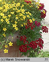 Verbena ×hybrida (werbena ogrodowa)