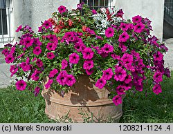 Petunia ×atkinsiana (petunia ogrodowa)