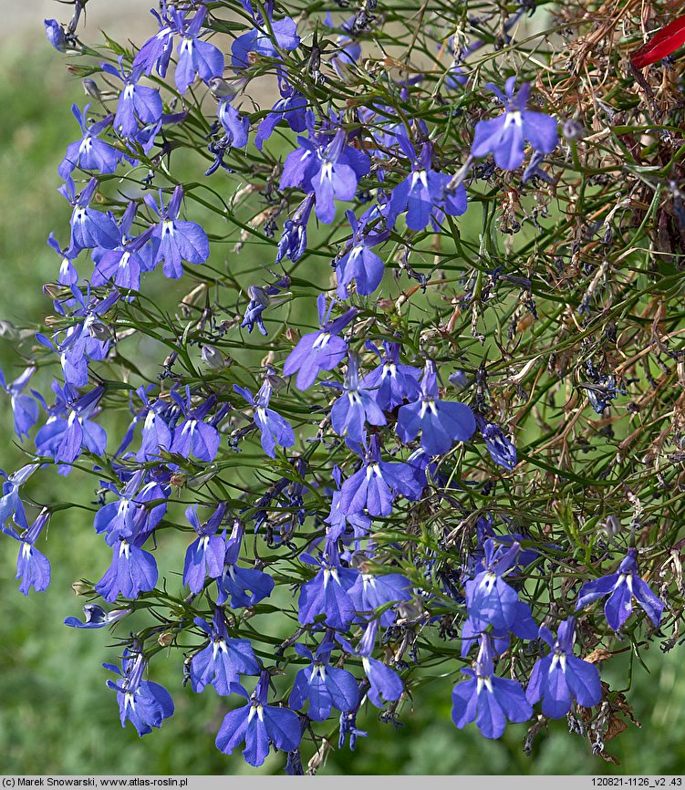 Lobelia erinus (lobelia przylądkowa)