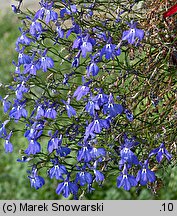 Lobelia erinus (lobelia przylądkowa)