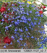 Lobelia erinus (lobelia przylądkowa)