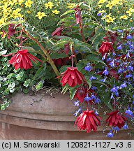 Begonia ×tuberhybrida (begonia bulwiasta)