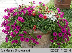 Petunia ×atkinsiana (petunia ogrodowa)