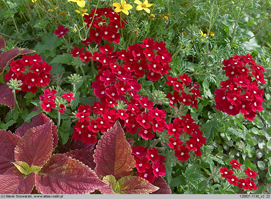 Verbena ×hybrida (werbena ogrodowa)