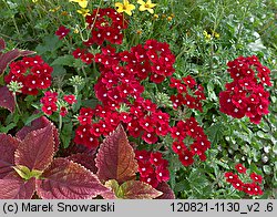 Verbena ×hybrida (werbena ogrodowa)