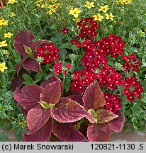 Verbena ×hybrida (werbena ogrodowa)