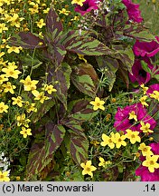 Solenostemon scutellarioides (koleus Blumego)