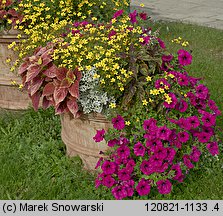 Petunia ×atkinsiana (petunia ogrodowa)