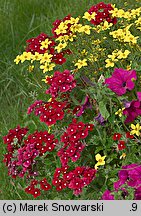 Verbena ×hybrida (werbena ogrodowa)