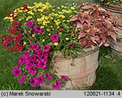 Petunia ×atkinsiana (petunia ogrodowa)