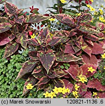Solenostemon scutellarioides (koleus Blumego)
