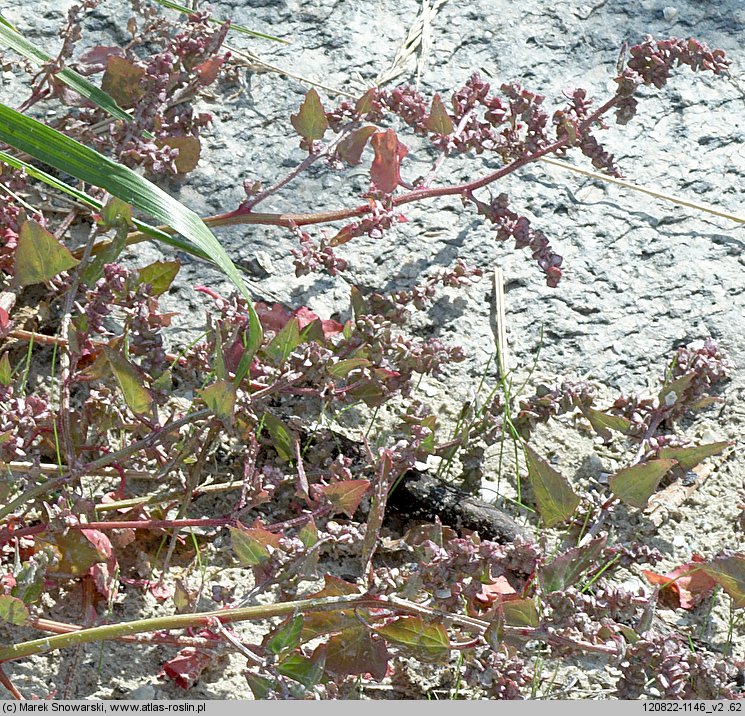 Atriplex prostrata ssp. prostrata (łoboda oszczepowata typowa)