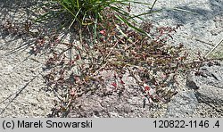 Atriplex prostrata ssp. prostrata (łoboda oszczepowata typowa)