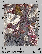 Atriplex prostrata ssp. prostrata (łoboda oszczepowata typowa)