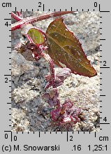 Atriplex prostrata ssp. prostrata (łoboda oszczepowata typowa)