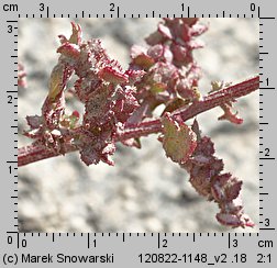 Atriplex prostrata ssp. prostrata (łoboda oszczepowata typowa)