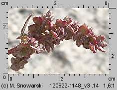 Atriplex prostrata ssp. prostrata (łoboda oszczepowata typowa)