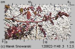 Atriplex prostrata ssp. prostrata (łoboda oszczepowata typowa)