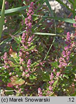 Chenopodium rubrum