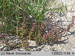 Chenopodium rubrum
